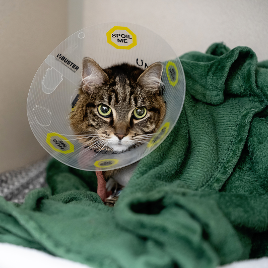 A tabby cat with a cone around its neck resting on a green blanket.