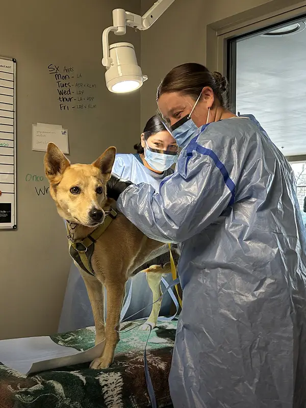 Two veterinary professionals caring for a brown dog in a clinical setting with medical equipment around them.