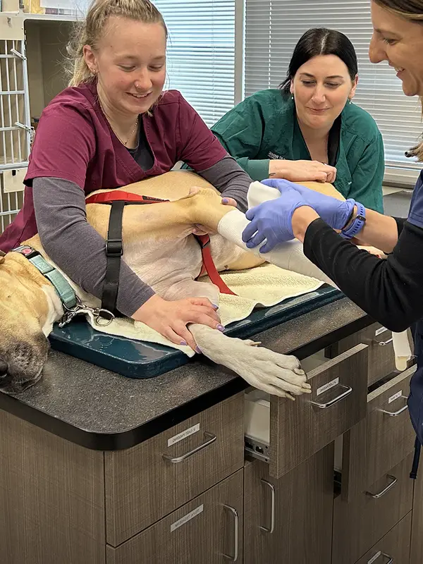 Three veterinary professionals caring for a large brown dog on an exam table in a clinical setting.