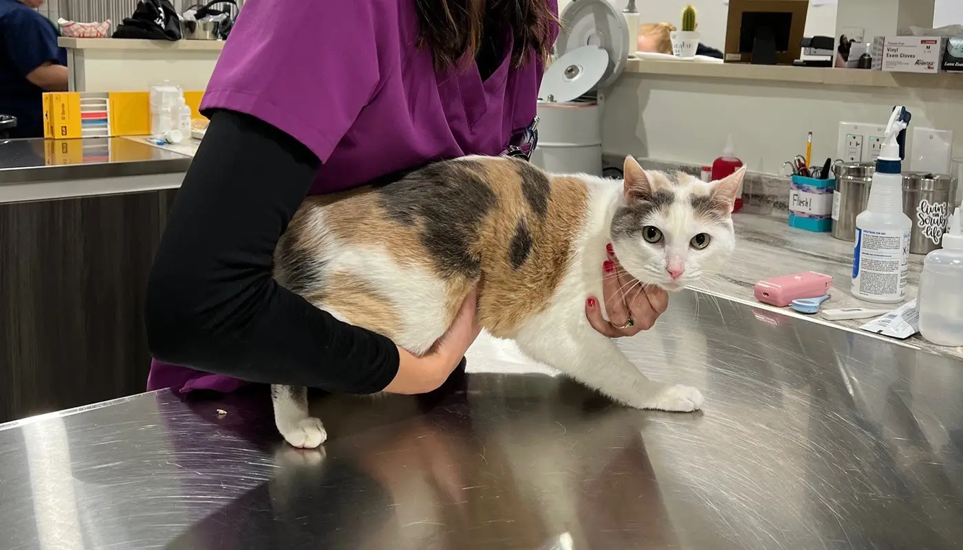 Vet in purple scrub top holds a tabby cat on a metal exam table.