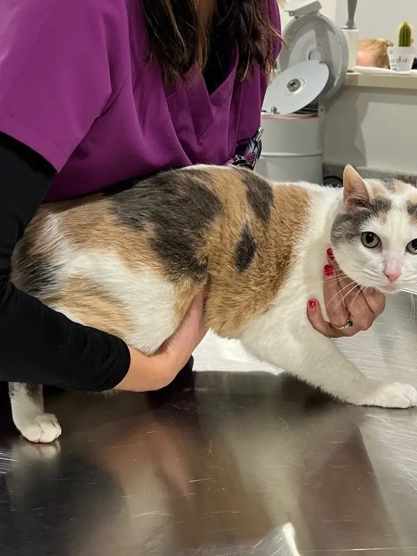 Vet in purple scrub top holds a tabby cat on a metal exam table.