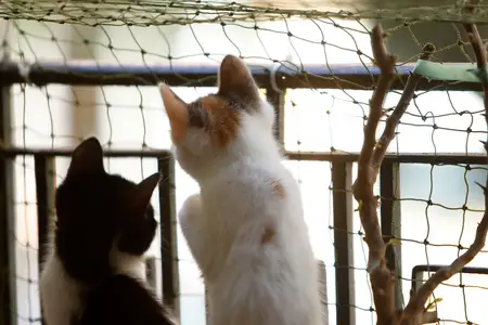My Cat Fell From a Balcony: Assessing the Emergency