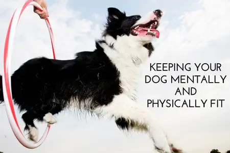 Keeping Your Pet Mentally and Physically Fit