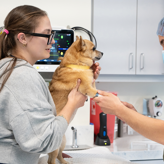 Veterinary professionals caring for animals in a clinical setting with medical equipment around them.