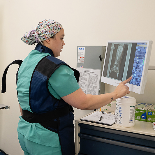 A vet examines the x-ray of a dog's torso on a computer monitor.
