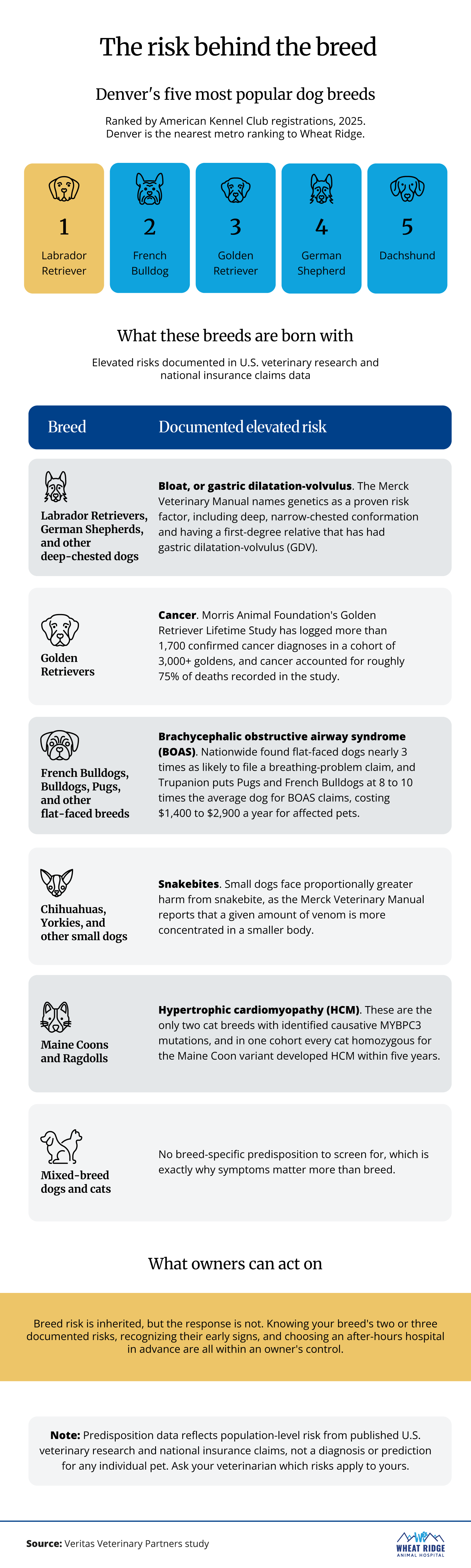 Infographic listing Denver's five most popular dog breeds and the health risks US veterinary research has documented for them, including bloat in Labradors and German Shepherds, alongside the leading cause of pet emergency visits.