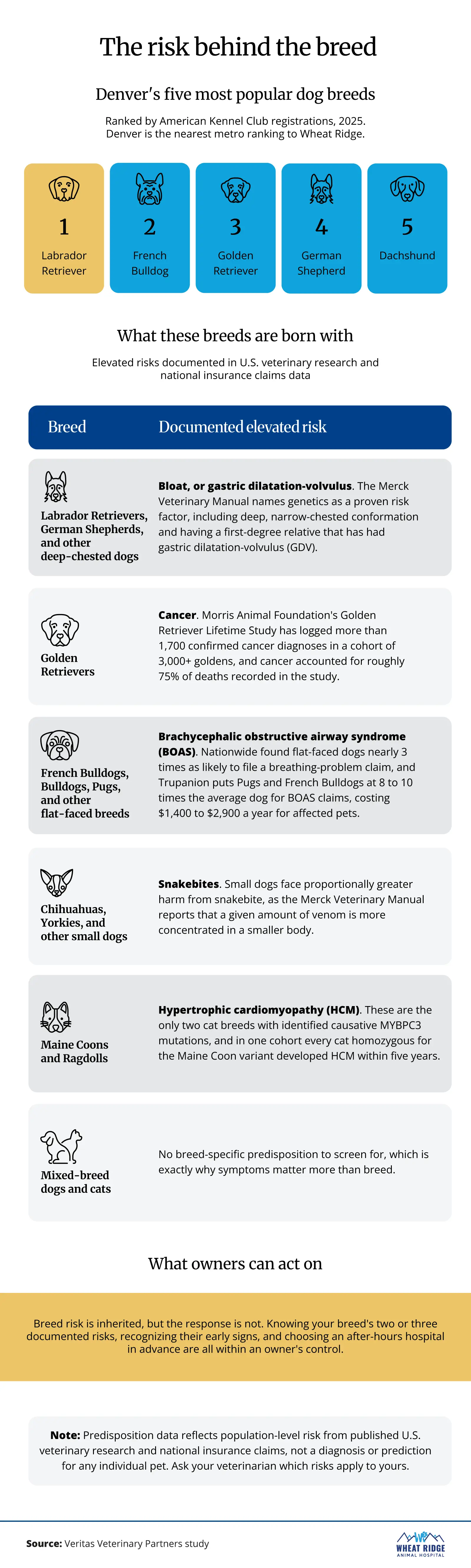 Infographic listing Denver's five most popular dog breeds and the health risks US veterinary research has documented for them, including bloat in Labradors and German Shepherds, alongside the leading cause of pet emergency visits.