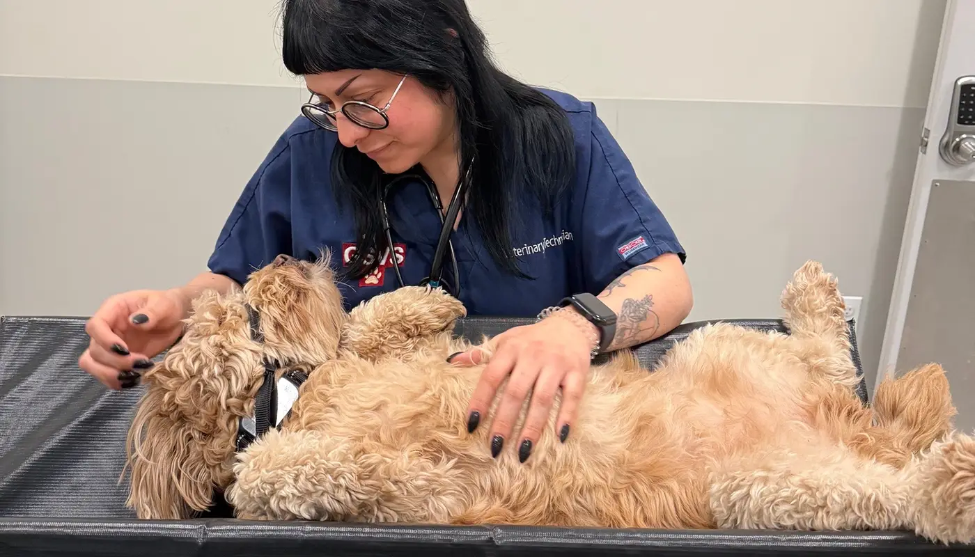 Person in a blue uniform interacting with a small dog on an examination table.