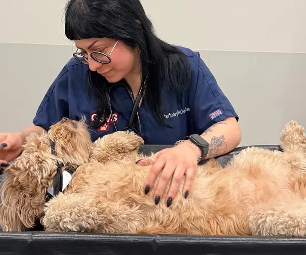 Person in a blue uniform interacting with a small dog on an examination table.