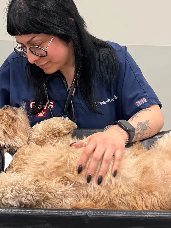 Person in a blue uniform interacting with a small dog on an examination table.