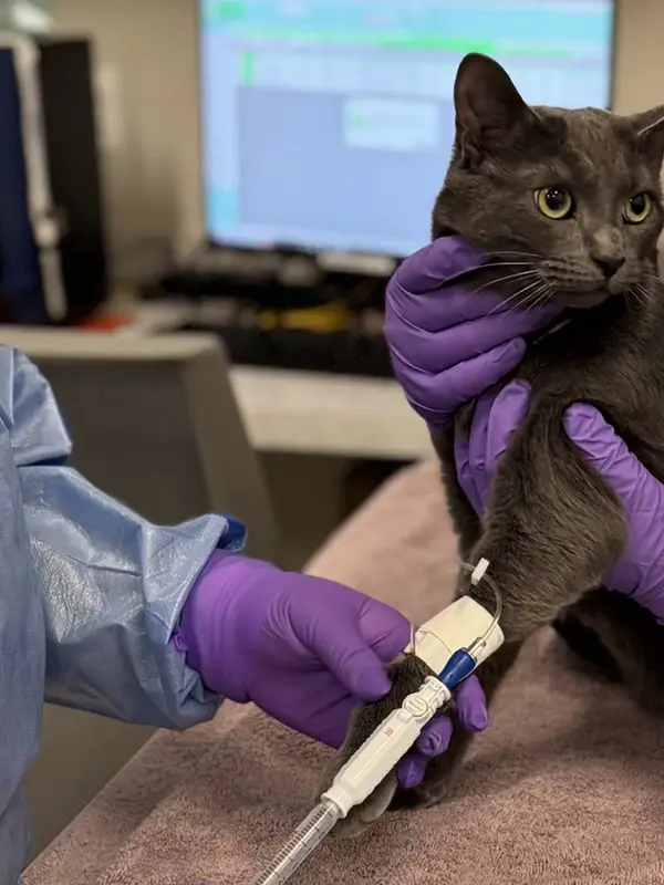 A gray cat receiving an IV on a veterinary examination table with veterinary staff.
