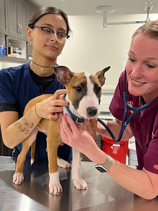 Two vets examining a small dog on a metal table in a clinic with someone walking the dog in the background.
