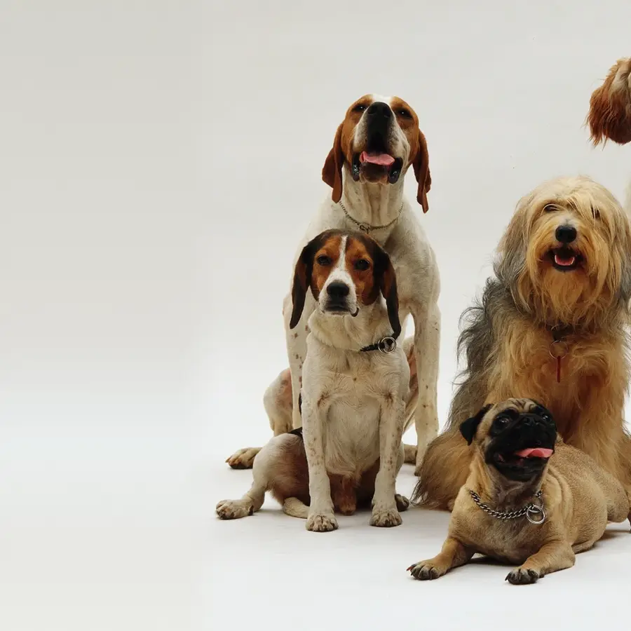 Group of six dogs of different breeds and sizes sitting together against a gray background.