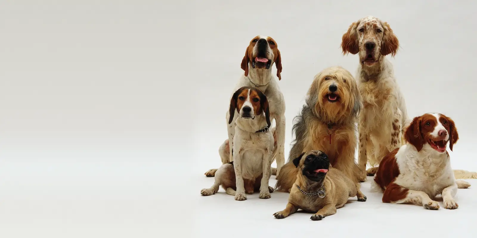 Group of six dogs of different breeds and sizes sitting together against a gray background.