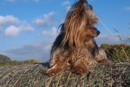 Tracheal Collapse: What Can Be Done?