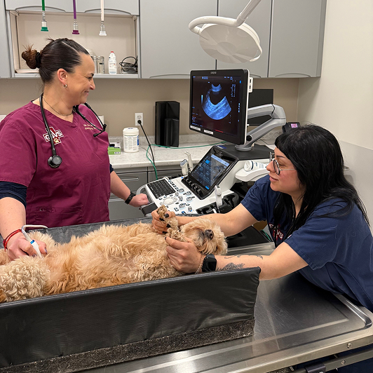 Two veterinary professionals perform an ultrasound on a curly red-haired dog in a clinical setting.