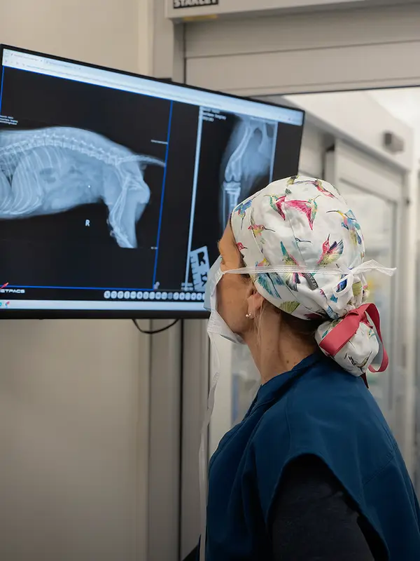 A veterinary professional examines the MRI and x-ray of a dog on a monitor in a clinical setting.