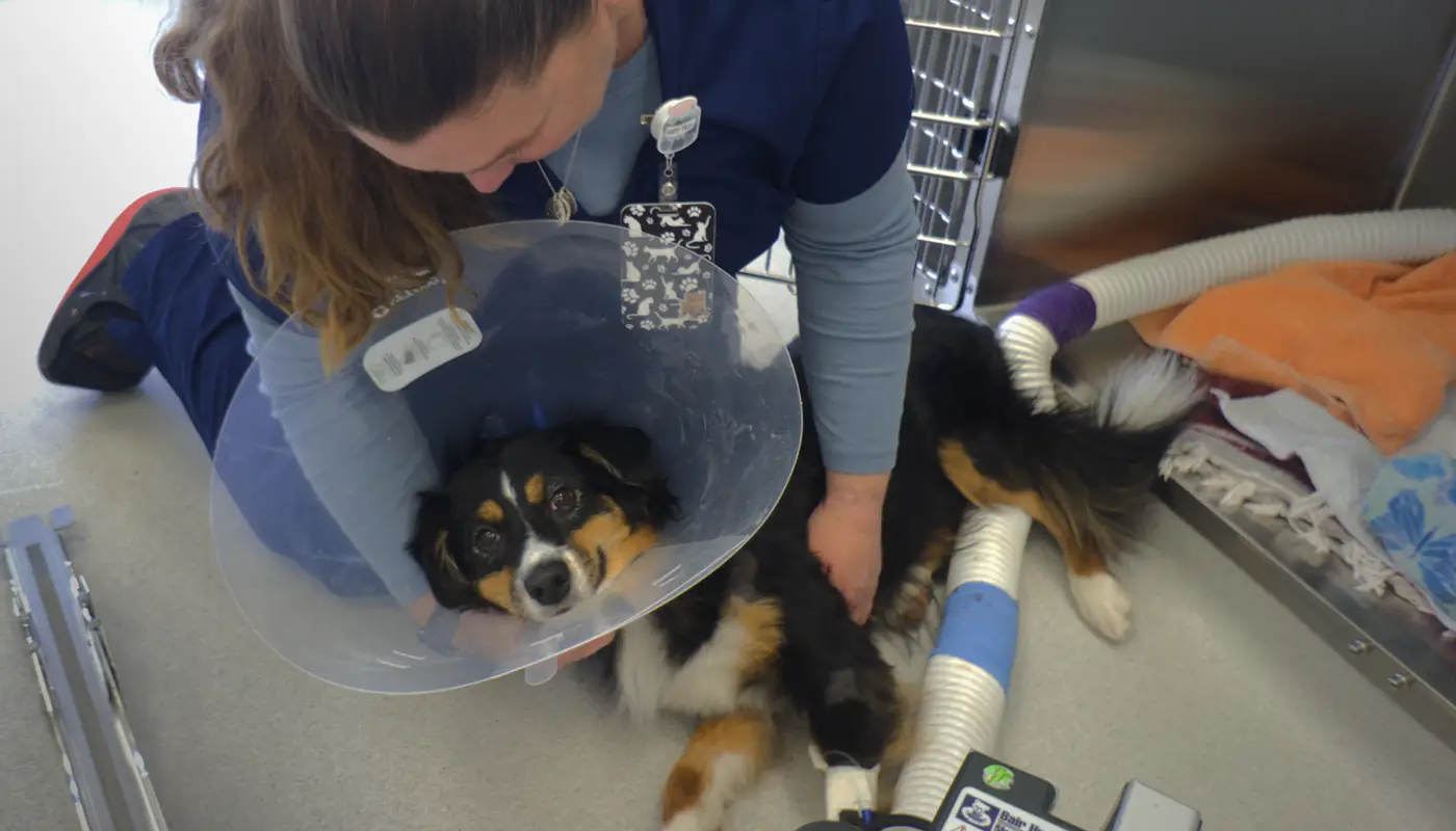 Veterinary professional caring for a dog with a cone on its neck in a clinical setting.