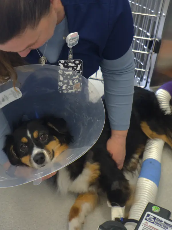 Veterinary professional caring for a dog with a cone on its neck in a clinical setting.