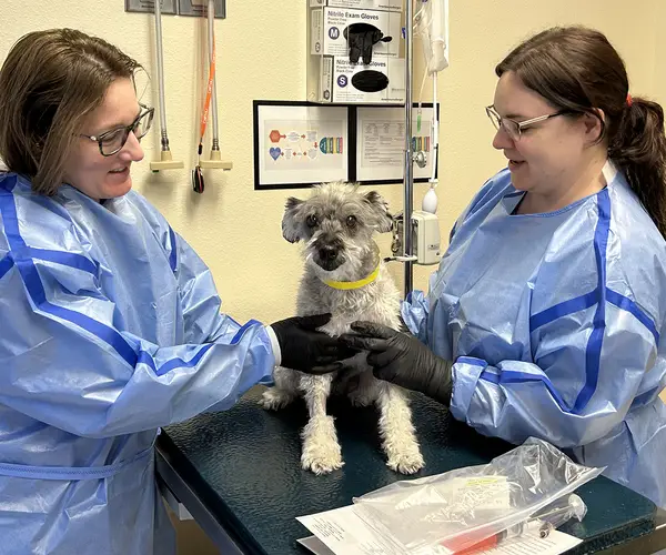 Two vets care for a small gray dog on an exam table with medical equipment nearby.