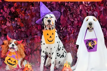 Halloween Pet Safety: Keeping Your Furry Friends Safe During the Festivities