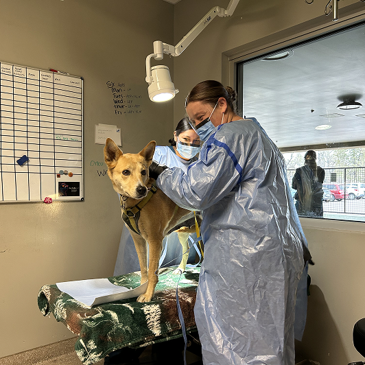 Veterinary staff attending to a dog on a table in a clinic room.