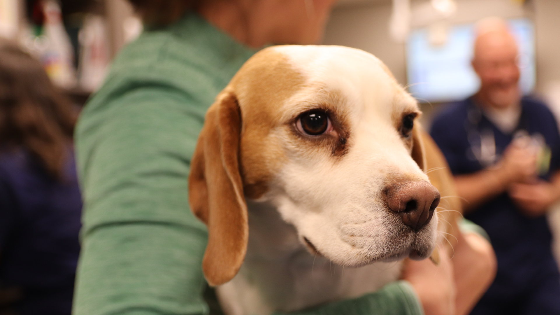 A header image displaying a dog in a woman's arms