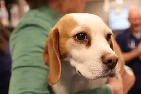 2026 breed risk report: The breeds and desert hazards behind Las Vegas pet emergencies