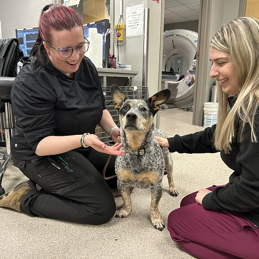 A blue heeler stands between two smiling people in a veterinary setting with a CT scanner in the background.
