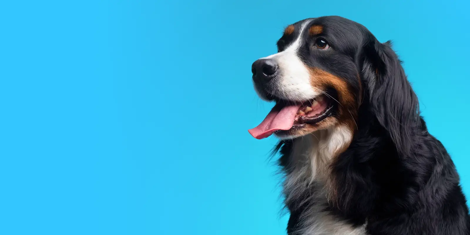 Close up of a fluffy black dog with its tongue out on a cyan background.