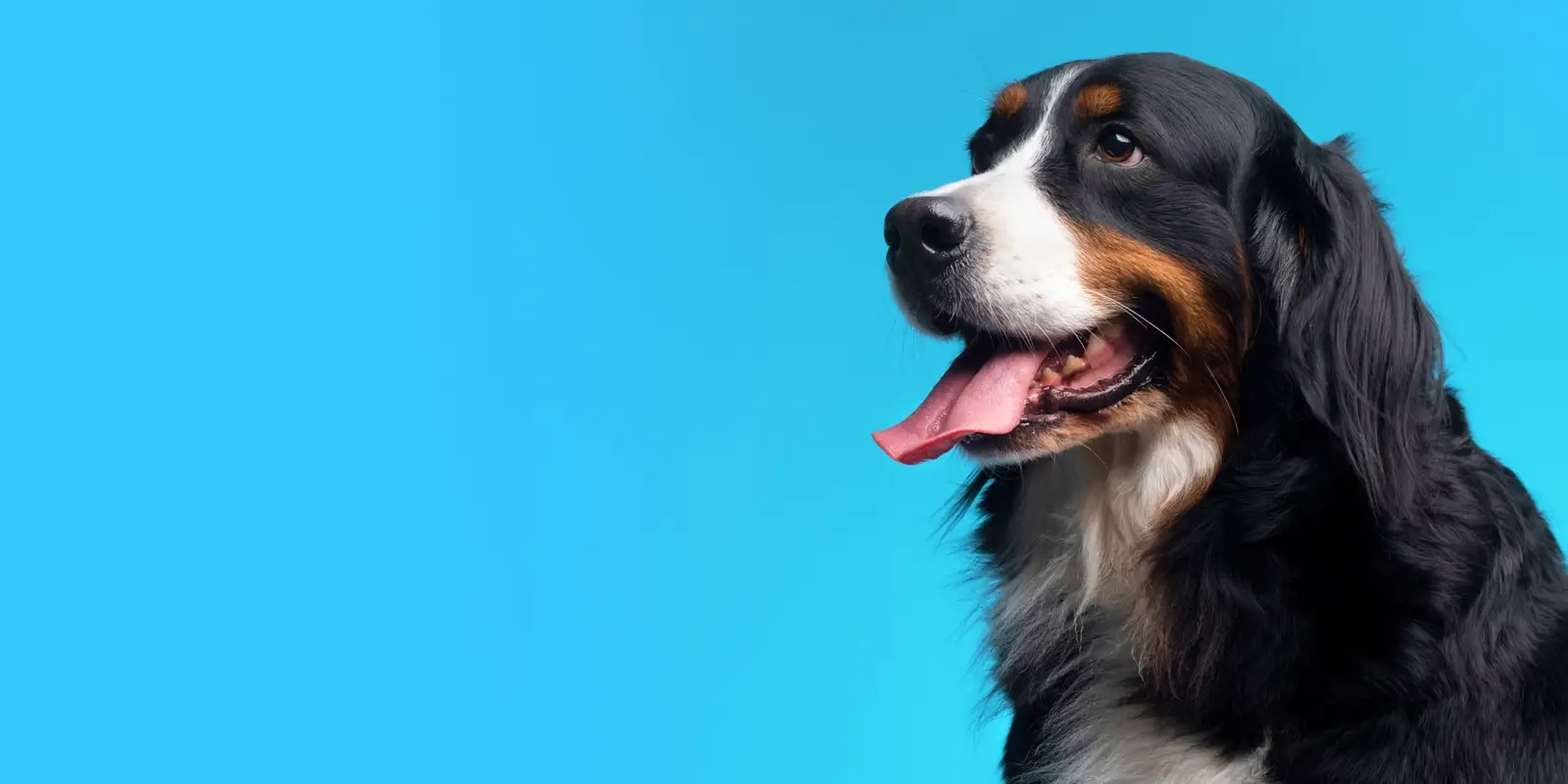 Close up of a fluffy black dog with its tongue out on a cyan background.