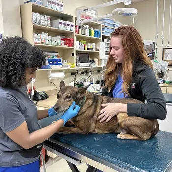 Two veterinary professionals caring for a brown dog in a clinical setting with medical equipment around them.