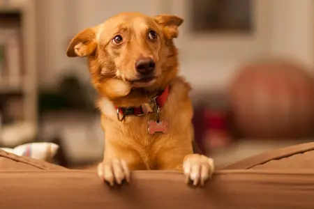 Blood in Dog Urine: Is This an Emergency?