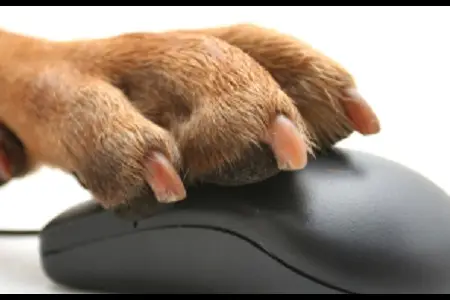 How Accurate is Online Veterinary Information?