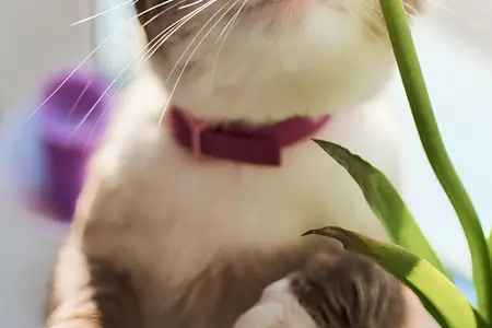Are Hydrangeas Poisonous to Cats: Assessing the Real Danger