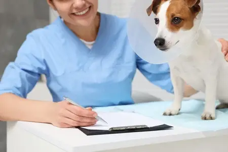 Dog Pooping Blood: Is It an Emergency?