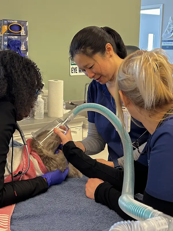 Veterinary professionals caring for an animal in a clinical setting with medical equipment around them.