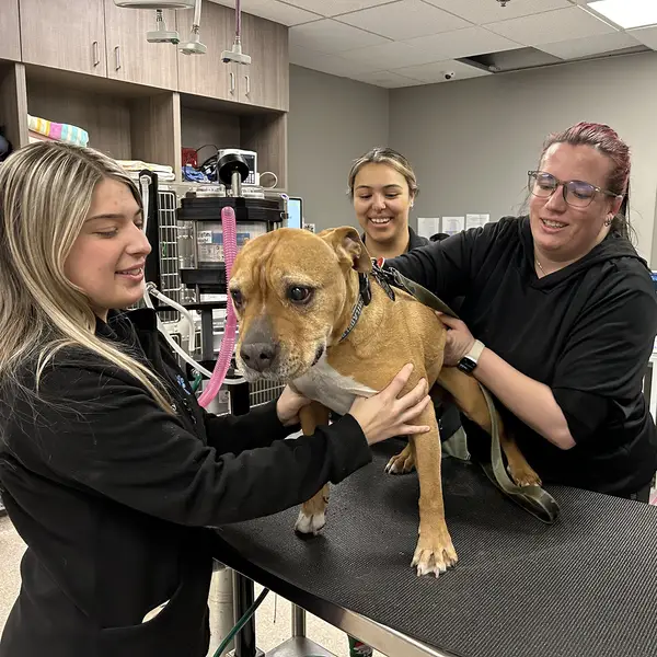 Three veterinary professionals care for a brown dog on an exam table in a clinical setting.