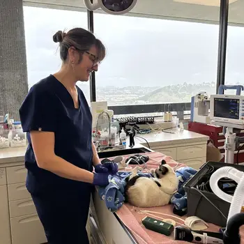 Veterinary professional caring for a cat in a clinical setting with medical equipment around them.