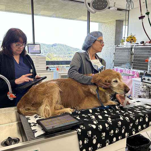 Veterinary professionals caring for a dog in a clinical setting with medical equipment around them.