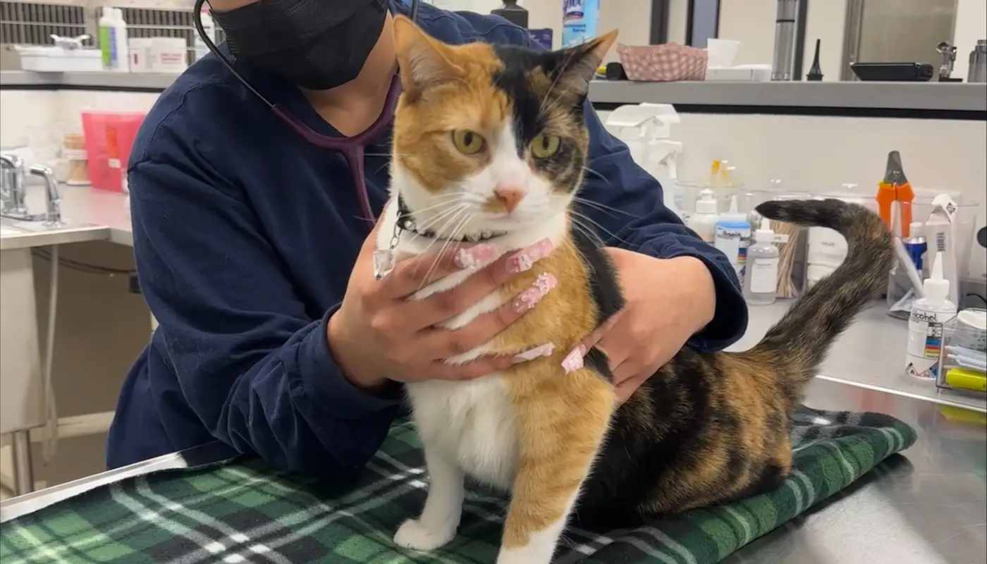 A vet examines a calico cat in a veterinary clinic.