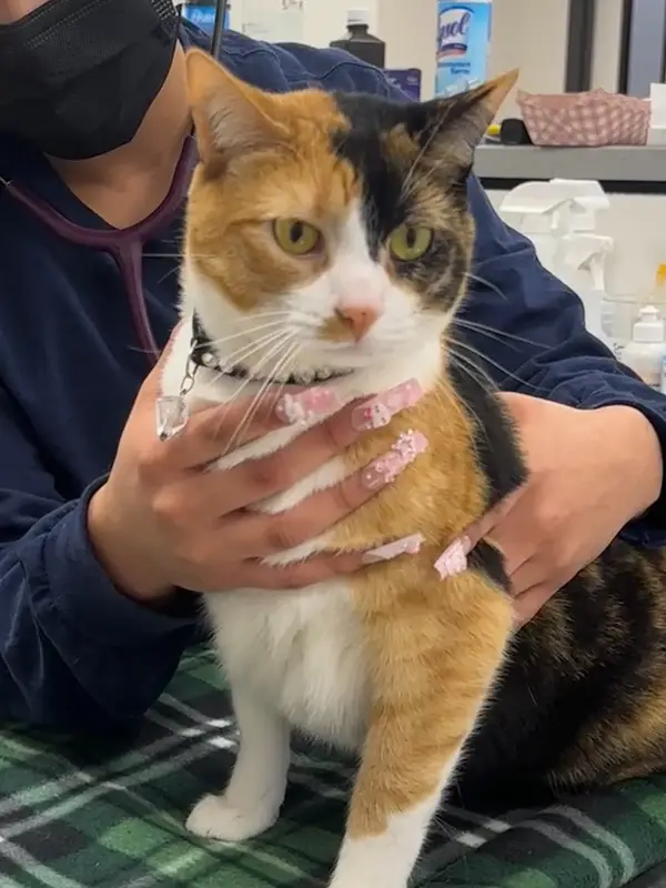 A vet examines a calico cat in a veterinary clinic.
