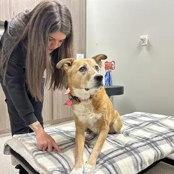 Veterinary staff attending to a dog on a table in a clinic room.