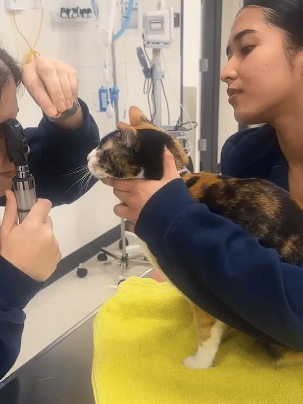 Two vets examine a calico cat's eye using an ophthalmoscope in a veterinary clinic.