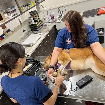 Two veterinary professionals caring for a large brown dog with a blood pressure cuff on an exam table in a clinical setting.