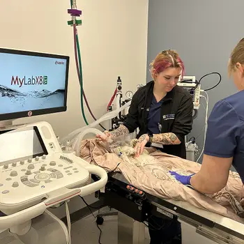 Veterinary professionals caring for a dog in a clinical setting with medical equipment around them.