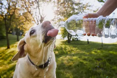 Dog Days of Summer: Keeping Pets Cool During Hot Weather