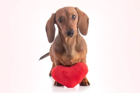 February is Heart Month – Time to Learn About Heart Disease in Pets