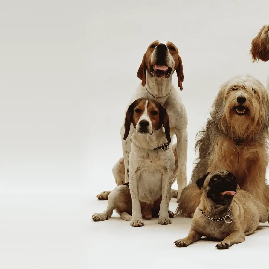 A group of six dogs of different breeds sitting against a white background.