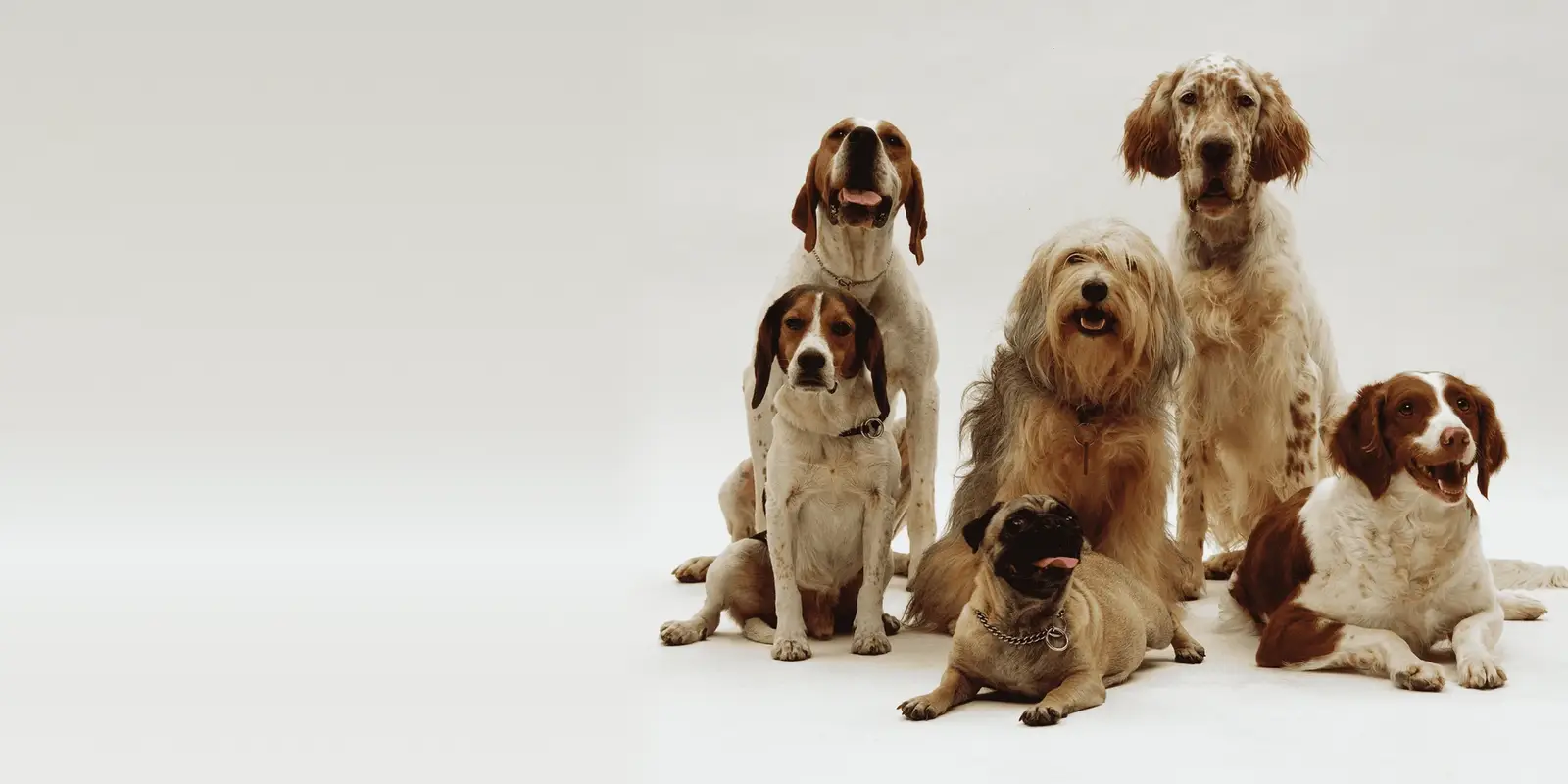 A group of six dogs of different breeds sitting against a white background.